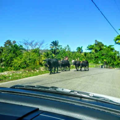 Cows on the road to Mount Isabel de Torres near Puerto Plata, Dominican Republic